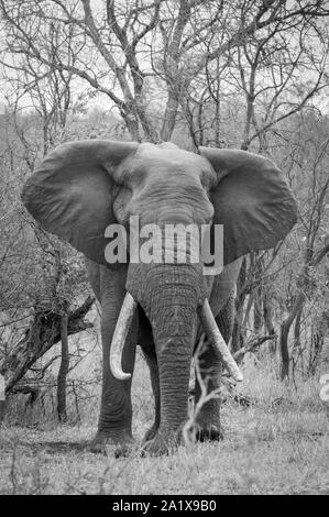 Les éléphants dans le Parc National Kruger, Afrique du Sud Banque D'Images