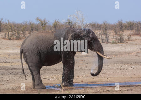 Les éléphants dans le Parc National Kruger, Afrique du Sud Banque D'Images