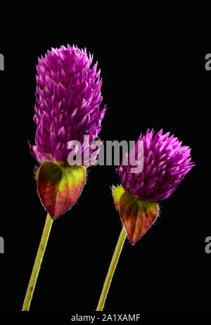 En gros plan le plus souvent l'objet est petit, comme une plante ou un insecte, mais cela pourrait également signifier s'approcher de quelqu'un ou de l'œil comme un visage su Banque D'Images