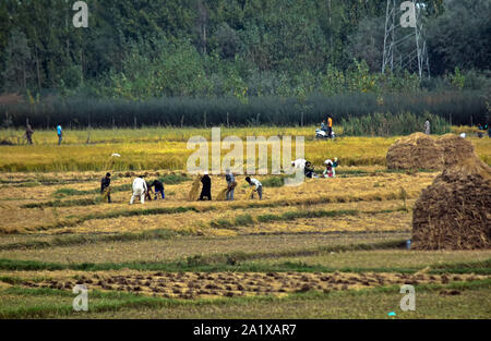 Cachemire, le Jammu-et-Cachemire, en Inde. Sep 29, 2019. Les agriculteurs récoltent Kashmiri riz sur le terrain pendant la saison de récolte du riz dans la banlieue de Srinagar, au Cachemire.L'Inde est un des plus importants producteurs de riz blanc et de riz brun, comptant pour 25  % de tous les monde de la production de riz. Le riz est la plus importante de l'Inde et des cultures est l'aliment de base de la population de l'Est et le sud du pays. Credit : Saqib Majeed/SOPA Images/ZUMA/Alamy Fil Live News Banque D'Images