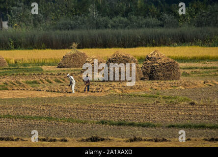 Cachemire, le Jammu-et-Cachemire, en Inde. Sep 29, 2019. Les agriculteurs récoltent Kashmiri riz sur le terrain pendant la saison de récolte du riz dans la banlieue de Srinagar, au Cachemire.L'Inde est un des plus importants producteurs de riz blanc et de riz brun, comptant pour 25  % de tous les monde de la production de riz. Le riz est la plus importante de l'Inde et des cultures est l'aliment de base de la population de l'Est et le sud du pays. Credit : Saqib Majeed/SOPA Images/ZUMA/Alamy Fil Live News Banque D'Images