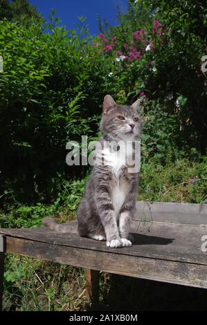 Chat tigré assis sur table de jardin Banque D'Images