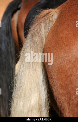 File d'attente. Chevaux. Foire agricole. Saint-Gervais-les-Bains. Haute-Savoie. La France. Banque D'Images