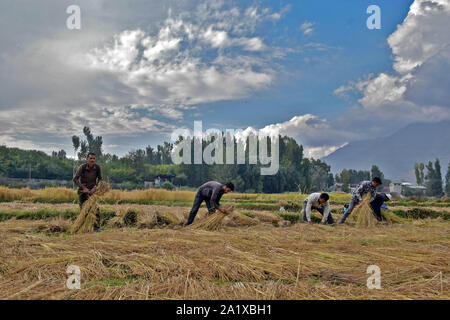 Cachemire, le Jammu-et-Cachemire, en Inde. Sep 29, 2019. Les agriculteurs récoltent Kashmiri riz sur le terrain pendant la saison de récolte du riz dans la banlieue de Srinagar, au Cachemire.L'Inde est un des plus importants producteurs de riz blanc et de riz brun, comptant pour 25  % de tous les monde de la production de riz. Le riz est la plus importante de l'Inde et des cultures est l'aliment de base de la population de l'Est et le sud du pays. Credit : Saqib Majeed/SOPA Images/ZUMA/Alamy Fil Live News Banque D'Images