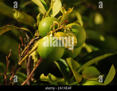 Lime Tree fruit vert brillant Banque D'Images