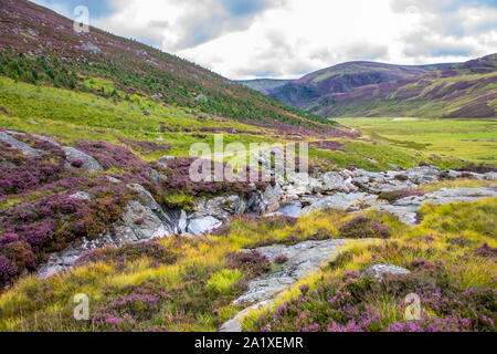 Sentier de randonnée dans le Parc National de Cairngorms. Angus, Scotland, UK. Banque D'Images