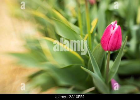 Tulip avec pétales rose blanc conseils Banque D'Images