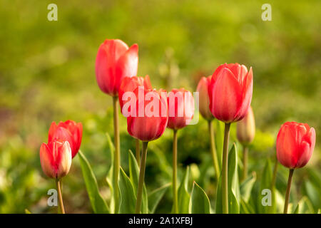 Tulipes rouges au milieu de vert Banque D'Images