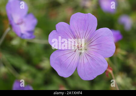 Geranium 'Rozanne' fleurs bleu violet caractéristique affichage au début de l'automne - septembre. UK Banque D'Images