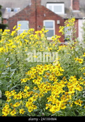 La plantation des prairies avec heleniums et rudbeckias planté à Sheffield Botanical Gardens en association avec l'Université de Sheffield. Septembre. Banque D'Images