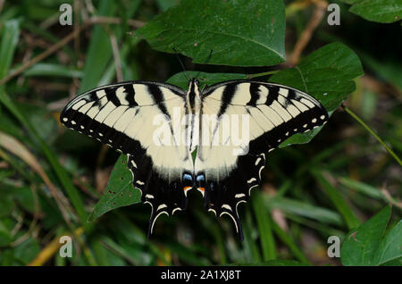 Tiger Swallowtail de l'est, Pterourus glaucus Banque D'Images