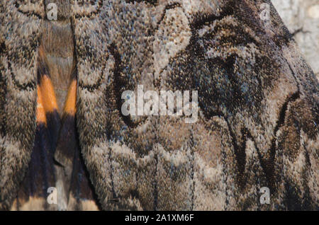 Le pénitent, Catocala piatrix, un type d'aile papillon détail Banque D'Images