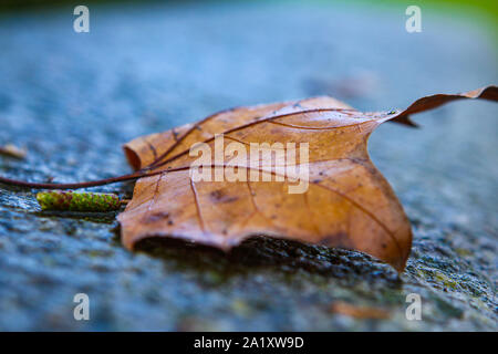 Laisser rouge sur sol humide - collection automne Banque D'Images