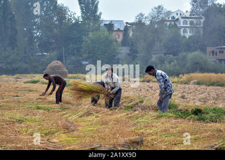 Les agriculteurs récoltent Kashmiri riz sur le terrain pendant la saison de récolte du riz dans la banlieue de Srinagar, au Cachemire.L'Inde est un des plus importants producteurs de riz blanc et de riz brun, comptant pour 25  % de tous les monde de la production de riz. Le riz est la plus importante de l'Inde et des cultures est l'aliment de base de la population de l'Est et le sud du pays. Banque D'Images