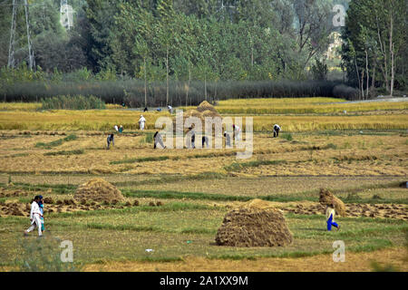 Les agriculteurs récoltent Kashmiri riz sur le terrain pendant la saison de récolte du riz dans la banlieue de Srinagar, au Cachemire.L'Inde est un des plus importants producteurs de riz blanc et de riz brun, comptant pour 25  % de tous les monde de la production de riz. Le riz est la plus importante de l'Inde et des cultures est l'aliment de base de la population de l'Est et le sud du pays. Banque D'Images