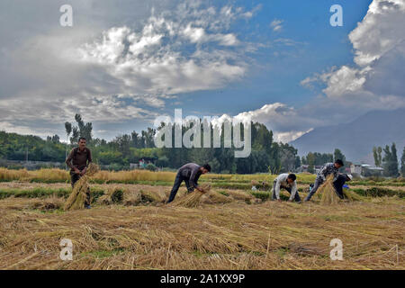 Les agriculteurs récoltent Kashmiri riz sur le terrain pendant la saison de récolte du riz dans la banlieue de Srinagar, au Cachemire.L'Inde est un des plus importants producteurs de riz blanc et de riz brun, comptant pour 25  % de tous les monde de la production de riz. Le riz est la plus importante de l'Inde et des cultures est l'aliment de base de la population de l'Est et le sud du pays. Banque D'Images
