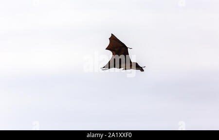 Flying Fox en vol au dessus de la rivière Bentota Sri Lanka Banque D'Images