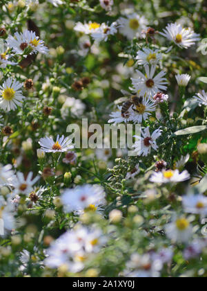 Daisy fleabane trouble fleurs, Erigeron annuus Banque D'Images