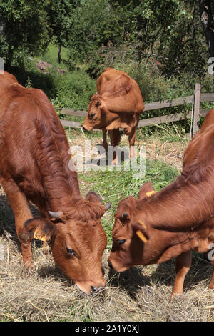 Vaches Tarines et veau dans les Alpes françaises. Cordon. Haute-Savoie. France. Banque D'Images
