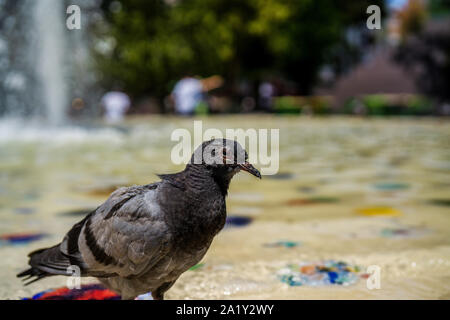 Pigeon dans bassin ornemental close-up photography. gris colombe pigeon. détails. Banque D'Images