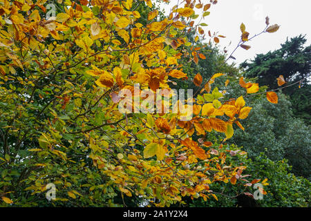 Un Hêtre européen (Fagus sylvatica) tree afficher couleurs automnales avant qu'il perd ses feuilles. Banque D'Images