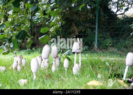 Un groupe de Shaggy mane champignons connus collectivement sous le nom de capsules d'encre croissant sous un arbre dans le Phoenix Park, Dublin. Banque D'Images