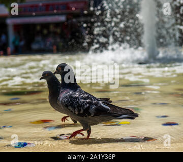 Pigeon dans bassin ornemental close-up photography. gris colombe pigeon. détails. Banque D'Images