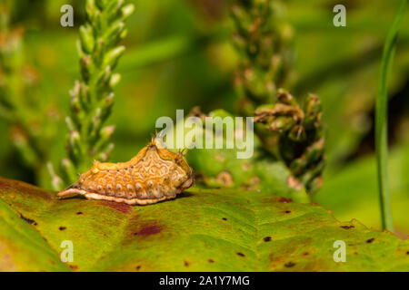 Petits Parasa Parasa Caterpillar (chloris) Banque D'Images