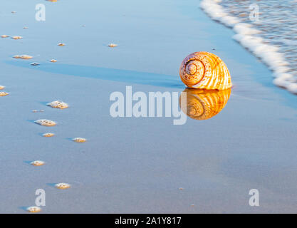 Grand coquillage et échoués sur le sable de varech reflétée dans le sable humide avec plage et mer contexte à Papamoa Tauranga, Nouvelle-Zélande Banque D'Images