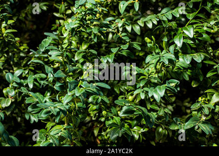 Samshit/buxus dans le jardin. L'Ukraine, l'été Banque D'Images