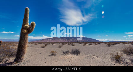 Vue sur le parc national de los cardones', à Salta, Argentine, avec un vieux gros cactus cardon au premier plan et les montagnes à l'arrière Banque D'Images