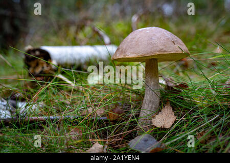 En champignons cosaque une forêt de conifères. La végétation dans les forêts de l'Europe centrale. Saison d'automne. Banque D'Images