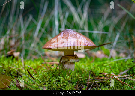 En champignons cosaque une forêt de conifères. La végétation dans les forêts de l'Europe centrale. Saison d'automne. Banque D'Images