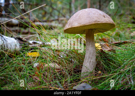 En champignons cosaque une forêt de conifères. La végétation dans les forêts de l'Europe centrale. Saison d'automne. Banque D'Images