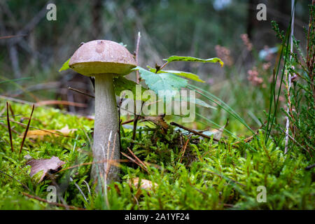 En champignons cosaque une forêt de conifères. La végétation dans les forêts de l'Europe centrale. Saison d'automne. Banque D'Images