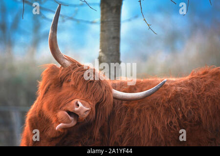 Funny vache Highland cattle écossais marron avec fourrure longue et scraggy et grandes cornes coller sa langue Banque D'Images