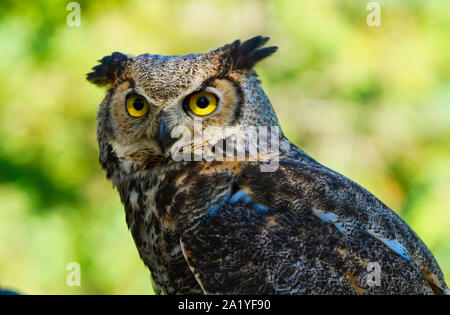 Montréal,Québec,Canada,septembre 29,2019.Un grand-duc d'Amérique une réserve de parc de la faune dans la région de Montebello,Québec,Canada.Credit:Mario Beauregard/Alamy News Banque D'Images