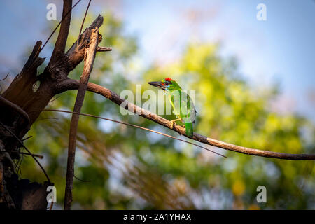 Red-throated Barbet (Megalaima mystacophanos) Banque D'Images