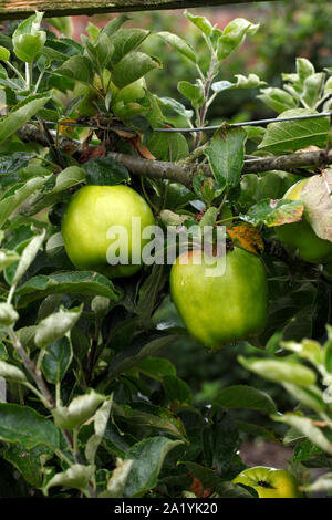 Malus 'Lord Derby" Banque D'Images