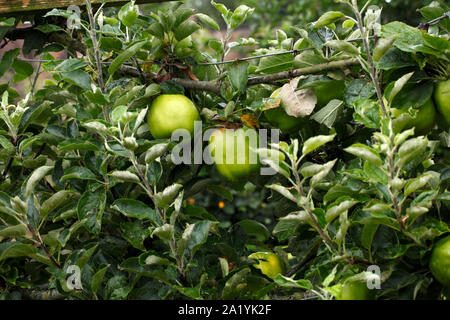 Malus 'Lord Derby" variété de pomme. Banque D'Images