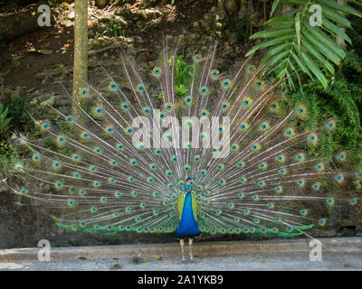 Paons mâle, Peacock, affichant le beau plumage de la queue plumes Banque D'Images