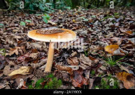 Slug sur haut de mushroom sur Barnet embranchement - Pisgah National Forest, à proximité de Brevard, North Carolina, États-Unis Banque D'Images