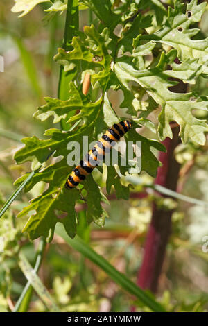 6 spot burnet Moth caterpillar, se nourrissant de Zygaena filipendulae, Séneçon Banque D'Images