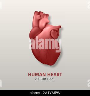 3D réaliste vecteur santé rayonnante modèle coeur avec une ligne d'impulsion, gros plan des antécédents médicaux . Modèle de conception de l'anatomie d'organes humains, concept médical Illustration de Vecteur