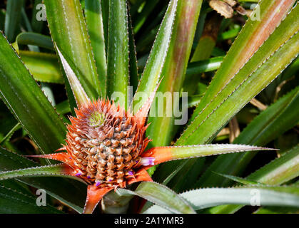 Une nouvelle l'ananas commence à se développer dans un champ sur l'île de Moorea en polynésie francaise Banque D'Images