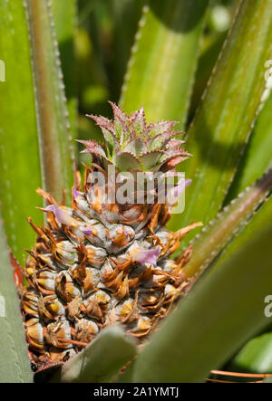 Image en gros plan d'un jeune avec de l'ananas fleurs violettes poussant parmi les feuilles vert clair Banque D'Images