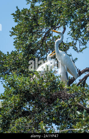 Grande aigrette (Ardea alba) famille permanent au-dessus de leur nid à Saint Augustine, en Floride. (USA) Banque D'Images