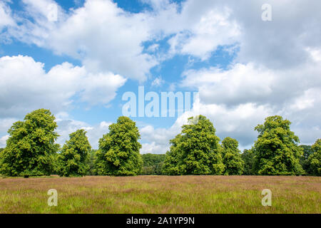 Des rangées d'arbres dans le parc de Hall, Kiplin Scorton, UK. Banque D'Images