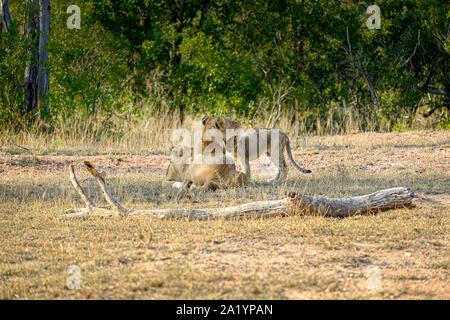 Lionne africaine avec deux oursons à l'état sauvage Banque D'Images