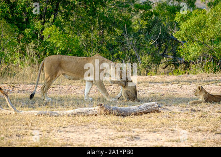 Message d'une jeune lionne africaine cub dans la nature Banque D'Images